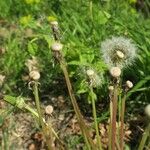 Taraxacum perincisum 果実