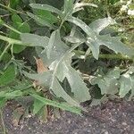 Crambe cordifolia Leaf