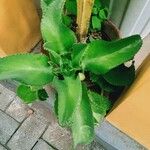 Kalanchoe ceratophylla Листок