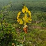 Crotalaria laburnifolia Kvet