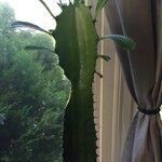 Euphorbia trigona Blad