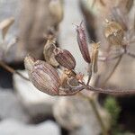 Heracleum pumilum Mbuma
