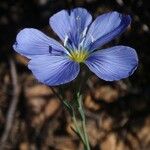 Linum lewisii 花