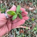 Lonicera morrowii Blad