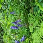 Aconitum variegatum फूल