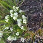 Galium anisophyllonKvět