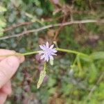 Lactuca floridana Kvet