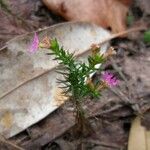 Cuphea ericoides Flor
