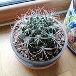 Gymnocalycium saglionis Leaf