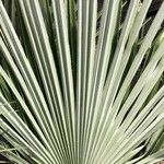 Trachycarpus ukhrulensis Blad