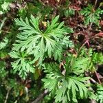 Geranium elamellatum Folio