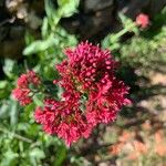 Valeriana lecoqiiBlüte