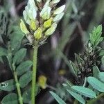 Astragalus cicer Flor