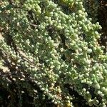 Traganum moquinii Hoja