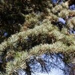 Cedrus atlantica Feuille