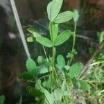 Trifolium alexandrinum Fulla