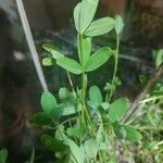 Trifolium alexandrinum 葉