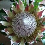 Protea caffra Flower
