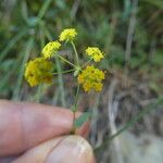 Bupleurum falcatum 花