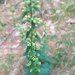 Solidago bicolor Maua