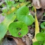 Dichondra carolinensis Feuille