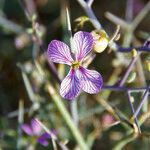 Zilla spinosa Blüte