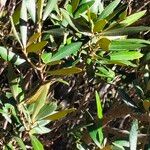Brachylaena neriifolia Лист