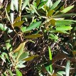 Brachylaena neriifolia Hoja