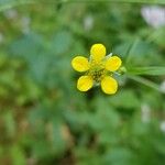 Geum urbanum Цвят