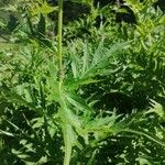 Cirsium alsophilum Leaf