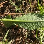 Rumex pulcher Leaf