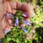 Salvia lyrata Flower