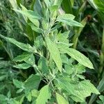 Chenopodium album ᱥᱟᱠᱟᱢ