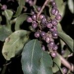 Schinus patagonica Fruit