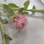 Centaurea seridis Flower