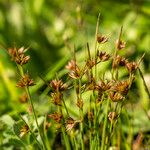 Juncus capitatus Annet