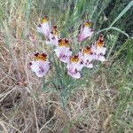 Alstroemeria pulchra Flor