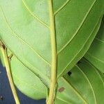 Nectandra membranacea Feuille