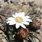 Werneria apiculata Flor