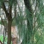 Casuarina equisetifolia Лист