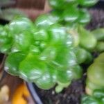 Sedum hernandezii Foglia
