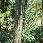 Pinus flexilis Schors