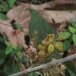 Flemingia semialata Flower