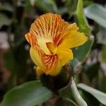 Costus pictus Flower
