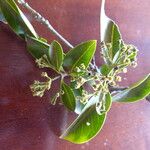 Hymenodictyon parvifolium Egyéb