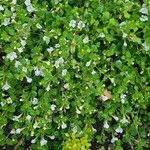 Bacopa repens Feuille