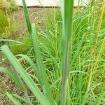 Sporobolus indicus Leaf