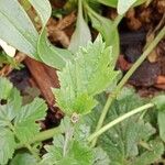 Geum coccineum Φύλλο