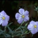 Linum lewisii Flower