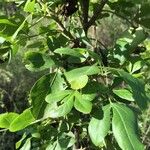 Heteromorpha arborescens Leaf